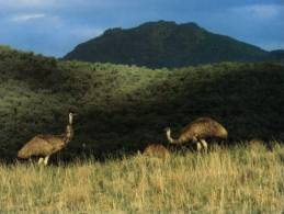 (116) Australia - Emu Birds - Outback