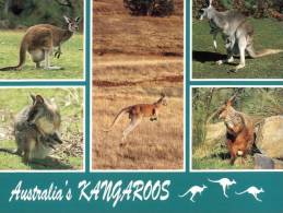 (116) Australia - Kangaroo - Outback