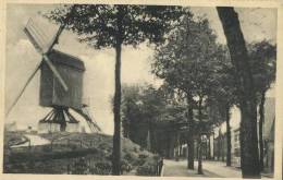 Herentals :   Oude Molen  ( Windmolen ) - Herentals