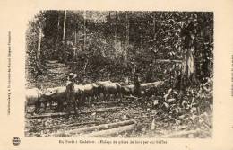 GODEBERT (Guyane) Halage De Pièces De Bois Par Des Buffles Beau Plan - Sonstige & Ohne Zuordnung