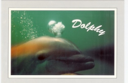 Dauphin: Dolphy, Femelle Dauphin Ayant Elue Domicile à Banyuls (13-1221) - Dolfijnen