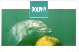 Dauphin: Dolphy, Femelle Dauphin Ayant Elue Domicile à Banyuls (13-1222) - Dolphins