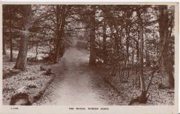1923 THE WOODS - WOBURN SANDS - Buckinghamshire