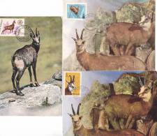 3 X CHEVRE, GOAT,CM,CARTE MAXIM,MAXI CARDS,1970,1981, 1964,  ROMANIA - Animalez De Caza