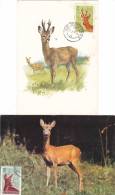 2 X GIBIER, DEER, CM, CARTE MAXIM,MAXI CARDS,1990,  ROMANIA - Animalez De Caza