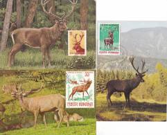 3 X GIBIER, DEER, CM, CARTE MAXIM,MAXI CARDS,1962, 1989, 1981,  ROMANIA - Animalez De Caza