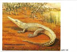 AUSTRALIA MAXICARD CROCODILE ANIMAL NOT STAMPED ND(1980/81) READ DESCRIPTION !!! - Cartas & Documentos