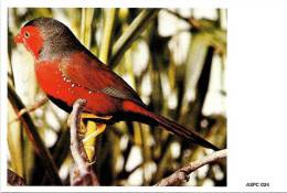 AUSTRALIA MAXICARD CRIMSON FINCH BIRD BIRDS  NOT STAMPED ND(1980/81) READ DESCRIPTION !!! - Cartas & Documentos