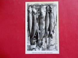 Nice Fish Catch Of Muskies Holcombe Wi  Not Mailed   Ref 920 - Altri & Non Classificati