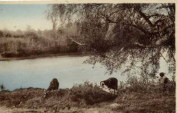 Dépt 89 - SAINT-SAUVEUR-EN-PUISAYE - Les Étangs De Puisaye Chassaing - Animée, Vaches - Saint Sauveur En Puisaye