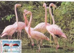 OISEAUX, BIRDS, FLAMANTS, FLAMINGO, PHOENICOPTERUS, 1989,CM, MAXICARD, CARTES MAXIMUM, ROMANIA - Flamingos
