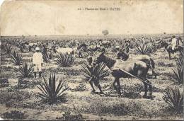 Cp Afrique MALI KAYES Plantation Sizal ( Chevaux ) - Mali