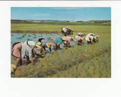 Delcampe - Portugal Cor 23601 - COATUMES - ALENTEJO ? - PLANTAÇÃO DE ARROZ - Beja