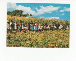 Delcampe - Portugal Cor 23607 - COSTUMES - ALENTEJO - CEIFEIRAS - Beja