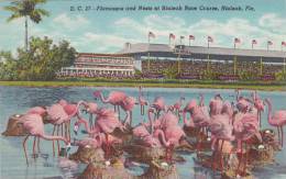 Florida Miami Flamingos And Nests At Hialeah Park - Miami