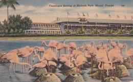 Florida Miami Flamingos Setting At Hialeah Park - Miami