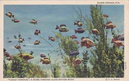 Florida Silver Spring Fishes Paradise A Scene Through Glass Bottom Boat - Silver Springs