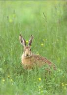 Fauna Estonia 2011 MNH Postcard European Brown Hare (Lepus Europaeus Pall.) - Rabbits
