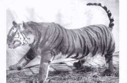 Tiger - Tigre - South China Tiger Specimen At Baifang Village, Yuxiang Of Shanxi, China, C.1932, Modern Postcard - Tigers