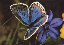 Cp Papillon, Lysandra Bellargus, Adonis Blue - Papillons