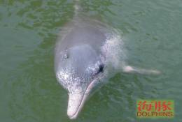 (N51-051  )   Dolphins Delfine Dauphin Dolfienen , Postal Stationery-Entier Postal-Ganzsache-Postwaar Destuk - Dolphins