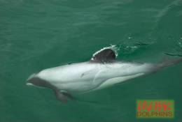 (N51-058  )   Dolphins Delfine Dauphin Dolfienen , Postal Stationery-Entier Postal-Ganzsache-Postwaar Destuk - Dolphins