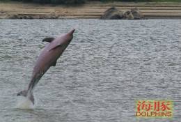 (N51-062  )   Dolphins Delfine Dauphin Dolfienen , Postal Stationery-Entier Postal-Ganzsache-Postwaar Destuk - Dolphins