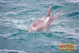 (N51-063  )   Dolphins Delfine Dauphin Dolfienen , Postal Stationery-Entier Postal-Ganzsache-Postwaar Destuk - Delfines