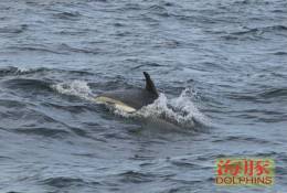 (N51-064  )   Dolphins Delfine Dauphin Dolfienen , Postal Stationery-Entier Postal-Ganzsache-Postwaar Destuk - Dolphins