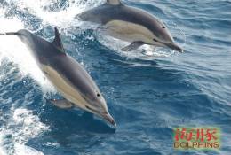 (N51-065  )   Dolphins Delfine Dauphin Dolfienen , Postal Stationery-Entier Postal-Ganzsache-Postwaar Destuk - Dolphins