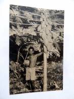 Carte Postale Ancienne : PALAU : Boy And Fruit Tree,  Caroline Islands - Palau