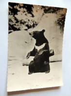 Carte Postale Ancienne : Ours De L' Himalaya - Bears
