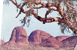 (295) Australia - NT - The Olgas - Uluru & The Olgas