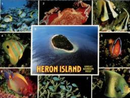 (160) Australia - QLD - Heron Island - Great Barrier Reef