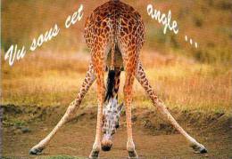 Vu Sous Cet Angle, Girafe Vue De Dos, Humour - Giraffes