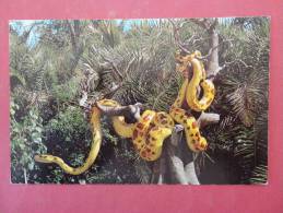 Disneyworld  Giant Python Jungle Cruise  1972 Cancel   No Stamp Ref 926 - Disneyworld