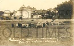 PORTUGAL - CHAVES - REBANHO DE CARNEIROS NAS MARGENS DO TAMEGA - OLD REAL PHOTO PC. - Vila Real