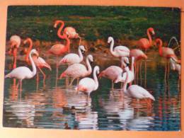 V9-01-ain--villars Les Dombes-flamants Roses-- - Villars-les-Dombes