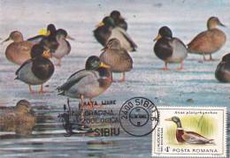 DUCKS, CYGNES, CM, MAXICARD, CARTES MAXIMUM, 1985, ROMANIA - Cygnes