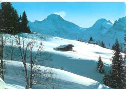 Winter In WENGEN - Breithorn Und Tschigelhorn - Wengen