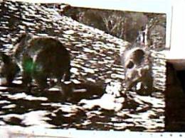 ORSO ORSI MARSICANI PARCO  NAZ ABRUZZO V1962  EF14778 - Bears