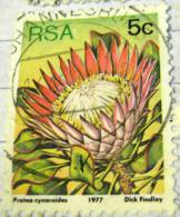 South Africa 1977 Protea Cynaroides 5c - Used - Usati