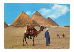 Egypte: Les Pyramides De Gizeh, The Giza Pyramids, Chameau (13-1248) - Guiza