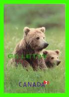 ALASKA BROWN BEAR AND CUB - URSUS MINDDENDORFFI - OUR BRUN D'ALASKA  - DIMENSION  12X 17 Cm - - Beren