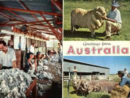 (404) Australia - Greetings From Australia - Sheep Shearing Sheed - Outback