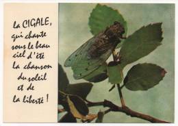 - La CIGALE. - - Insectes