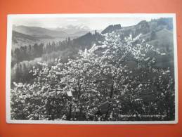 (3/1/1) AK "Oberstaufen" Rainwaldpromenade Um 1933 - Oberstaufen