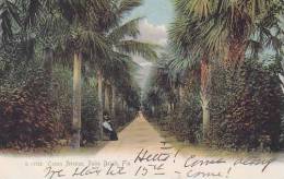 Florida Palm Beach Ocean Avenue 1906 - Palm Beach