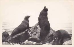 Oregon Sea Lions At Play Oregon Coast Highway Real Photo RPPC - Andere & Zonder Classificatie