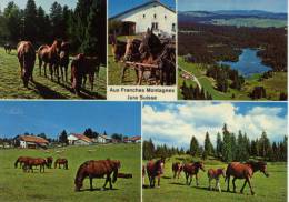 Aux Franches Montagnes Jura Suisse Chevaux Pferde - Altri & Non Classificati